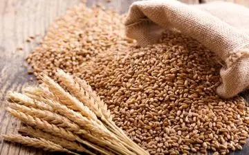 قیمت جدید گندم ابلاغ شد
