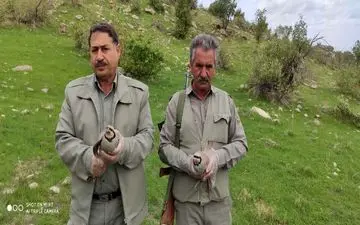 رهاسازی 3 قطعه کبک در زیستگاه های طبیعی شهرستان سرپل ذهاب