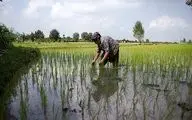 همه چیز درباره مراحل تولید برنج در شمال کشور+فیلم