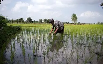 همه چیز درباره مراحل تولید برنج در شمال کشور+فیلم