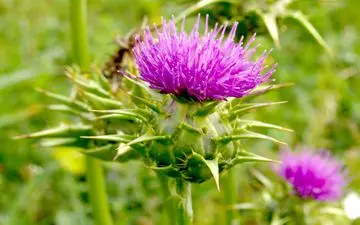 شگفتی های روغن خار مریم برای سلامتی