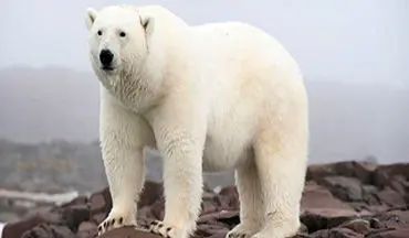 کشتن یک خرس قطبی در خانه‌ای روستایی + فیلم 