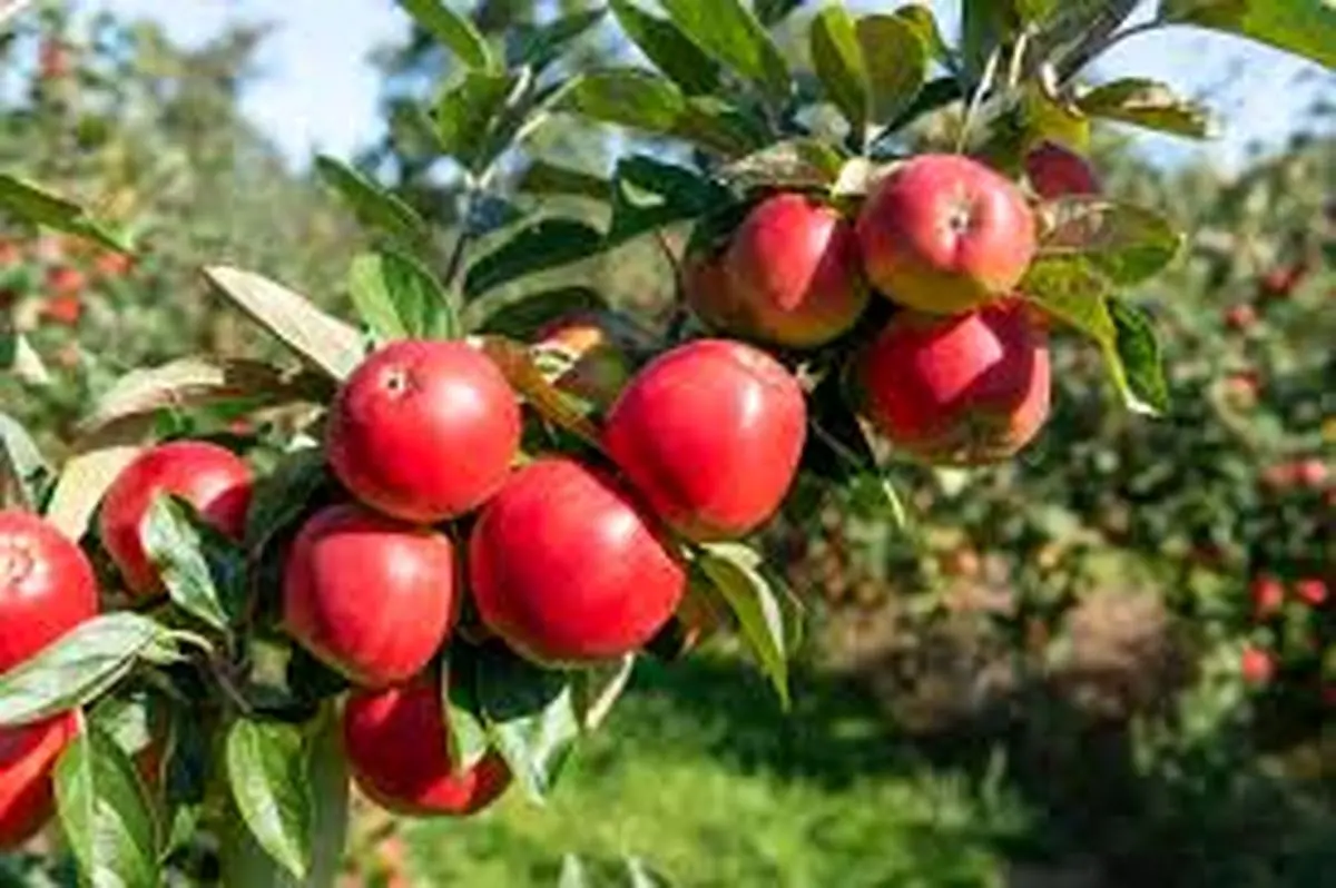  روش نگهداری سیب درختی| اینجوری مدت طولانی سالم می مونه!