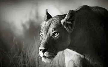 تمرکز حیرت آور یک شیر در لحظه شکار/فیلم