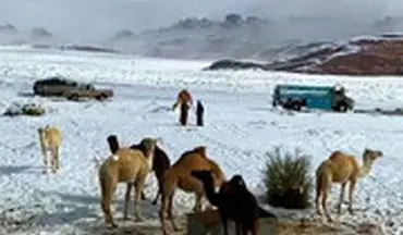 خرید و فروش شتر در صحرای پوشیده از برف عربستان