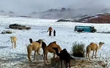 خرید و فروش شتر در صحرای پوشیده از برف عربستان