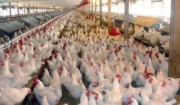 تشکیل پرونده 360 میلیاردی برای 3 کشتارگاه مرغ در کرمانشاه