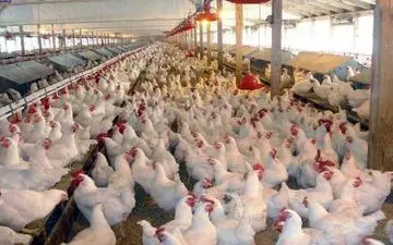 تشکیل پرونده 360 میلیاردی برای 3 کشتارگاه مرغ در کرمانشاه