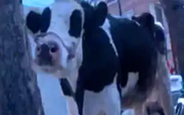 شهروند قمی: گاو برای شما، حساب ضامنم را باز کنید!