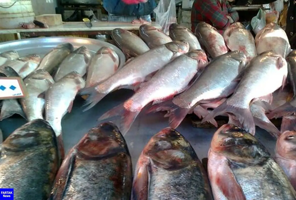 ماهی هم لاکچری شد/ قیمت ماهی قزل آلا و سالمون سر به فلک کشید