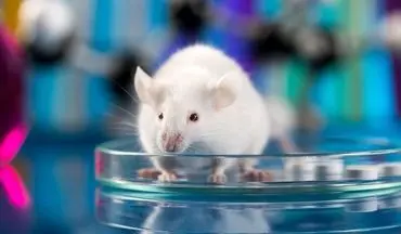 خواندن ذهن موش‌ها از روی چهره؛ کشفی که حریم خصوصی انسان را در خطر می‌اندازد!