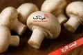 قیمت قارچ ۱۹ مهر ۱۴۰۴؛ نرخ لحظه‌ای + تحلیل داغ بازار!