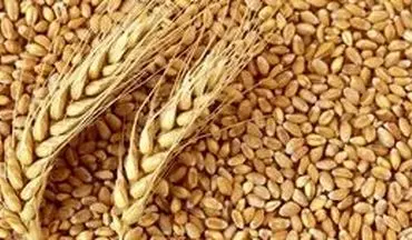 قیمت گندم امروز اعلام می شود