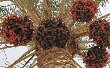 کشت ۷۲ نوع خرما به نیت ۷۲ شهید کربلا از سال ۷۲