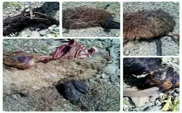 حمله خونین گرگ ها به 2 روستا 