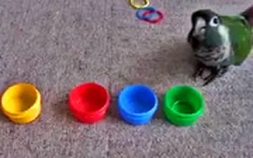  پرنده باهوشی که رنگ‌ها را هم تشخیص می‌دهد!