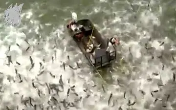 
صید بی‌رحمانه ماهی در کنتاکی آمریکا + فیلم