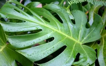 ۱۲ گیاه آپارتمانی محبوب که می‌توانند باعث مسمومیت شوند