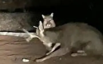 فرار گوزن از دست شیر کوهستان