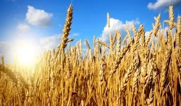 وصول ۹۷ درصد مطالبات گندمکاران استان سمنان؛ وعده پرداخت سریع باقیمانده