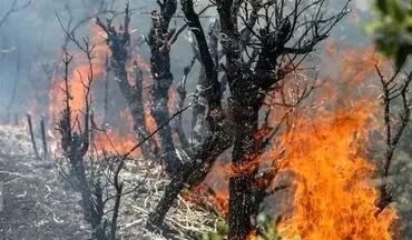 
بیش از ۱۰ هکتار از اراضی جنگلی دیزمار طعمه حریق شد
