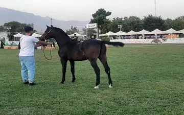  نشان‌سازی و مطرح کردن محصولات مرغوب کرمانشاه توسعه اقتصادی استان را رقم خواهد زد
