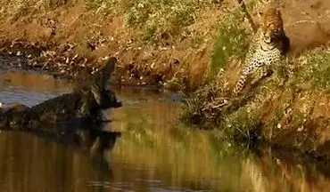 ویدیو| جدال دیدنی پلنگ گرسنه با تمساح آفریقایی بر سر طعمه
