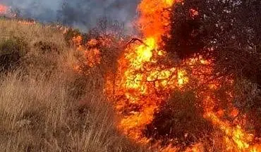 معرفی ۹ نفر از عاملین آتش‌سوزی جنگل‌ها و مراتع اسلام آبادغرب به مراجع قضایی