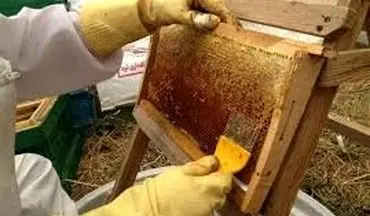 قیمت عسل تقلبی چند؟