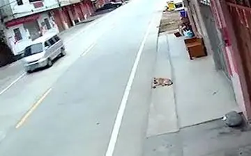 گرفتن سگ ولگرد در ۲ ثانیه! + فیلم 