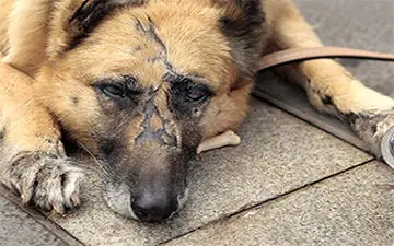 حمله وحشیانه سگ به دو مرد جوان + فیلم