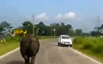 جولان کرگدن در جاده‌های هند 