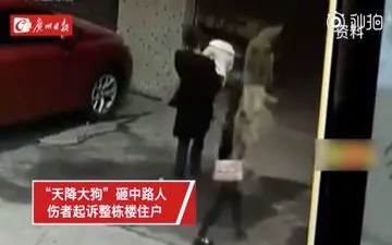 سقوط سگ موجب فلج شدن زن جوان شد! +فیلم 