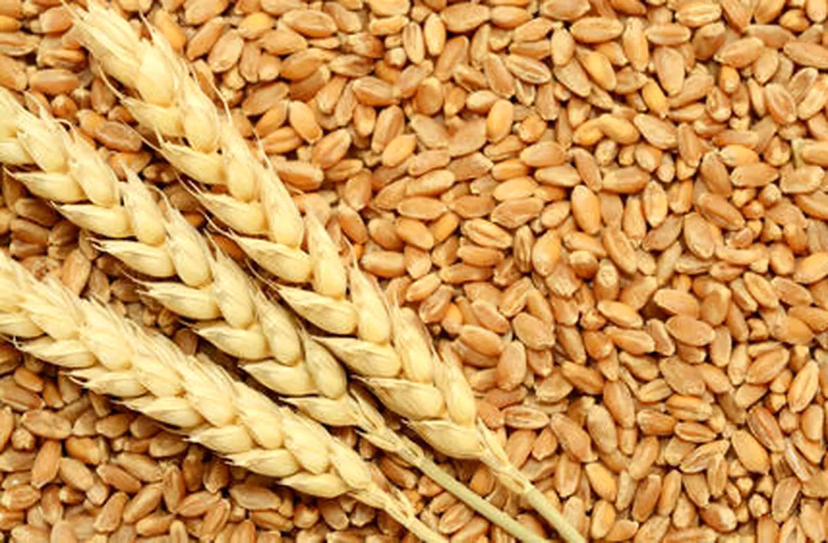 برخورد با قاچاق گندم در کرمانشاه تشدید می شود

