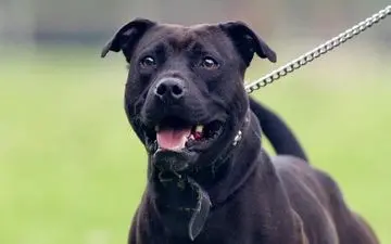 لحظه حمله سگ هاسکی به زن جوان +فیلم 