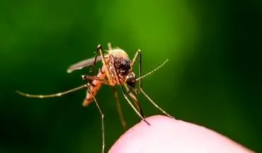 کشف یک پادتن جدید برای پیشگیری از مالاریا