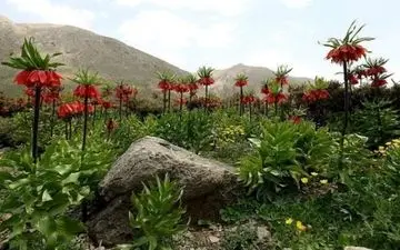 دشتهای لاله واژگون