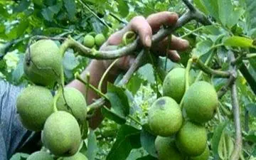 زنجیره تولید نهال پیوندی گواهی شده گردو در تویسرکان افتتاح شد