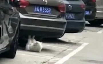 گربه‌ای که دراز نشست می‌رود! +فیلم 