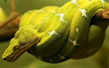 لحظه دلهره آور نجات سگ از چنگ مار سمی +فیلم 