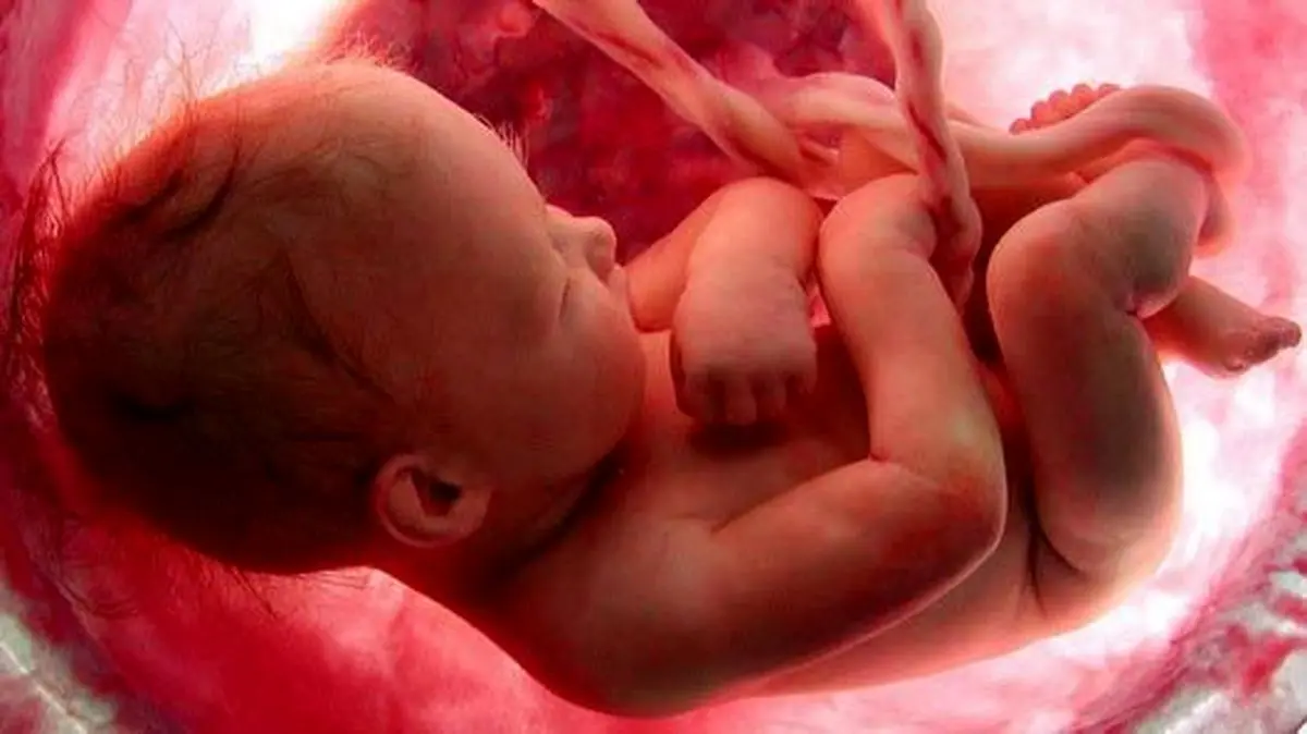 تصاویر شگفت انگیزی از روند کامل شدن جنین
