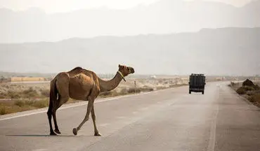 برخورد وحشتناک پژو پارس با شتر سرگردان در جاده لمزان