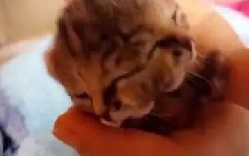 تولد گربه‌ای با دو سر به هم چسبیده در آفریقای جنوبی +فیلم