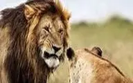 ترس باورنکردنی ۲ شیر بالغ از یک مرد میانسال!/ فیلم