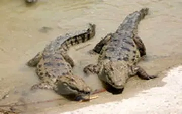  سیل‌زدگان سیستان مراقب گاندوها باشند!