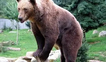 حادثه هولناک؛ حمله خرس به نوجوان ۱۶ ساله + تصاویر