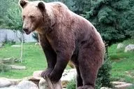 حادثه هولناک؛ حمله خرس به نوجوان ۱۶ ساله + تصاویر