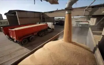 مخلوط کردن خاک وشن با گندم توسط سودجویان