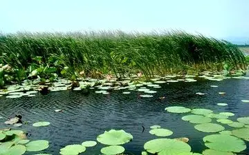 تالاب بین المللی امیرکلایه، تالابی با تنوع زیستی بالا