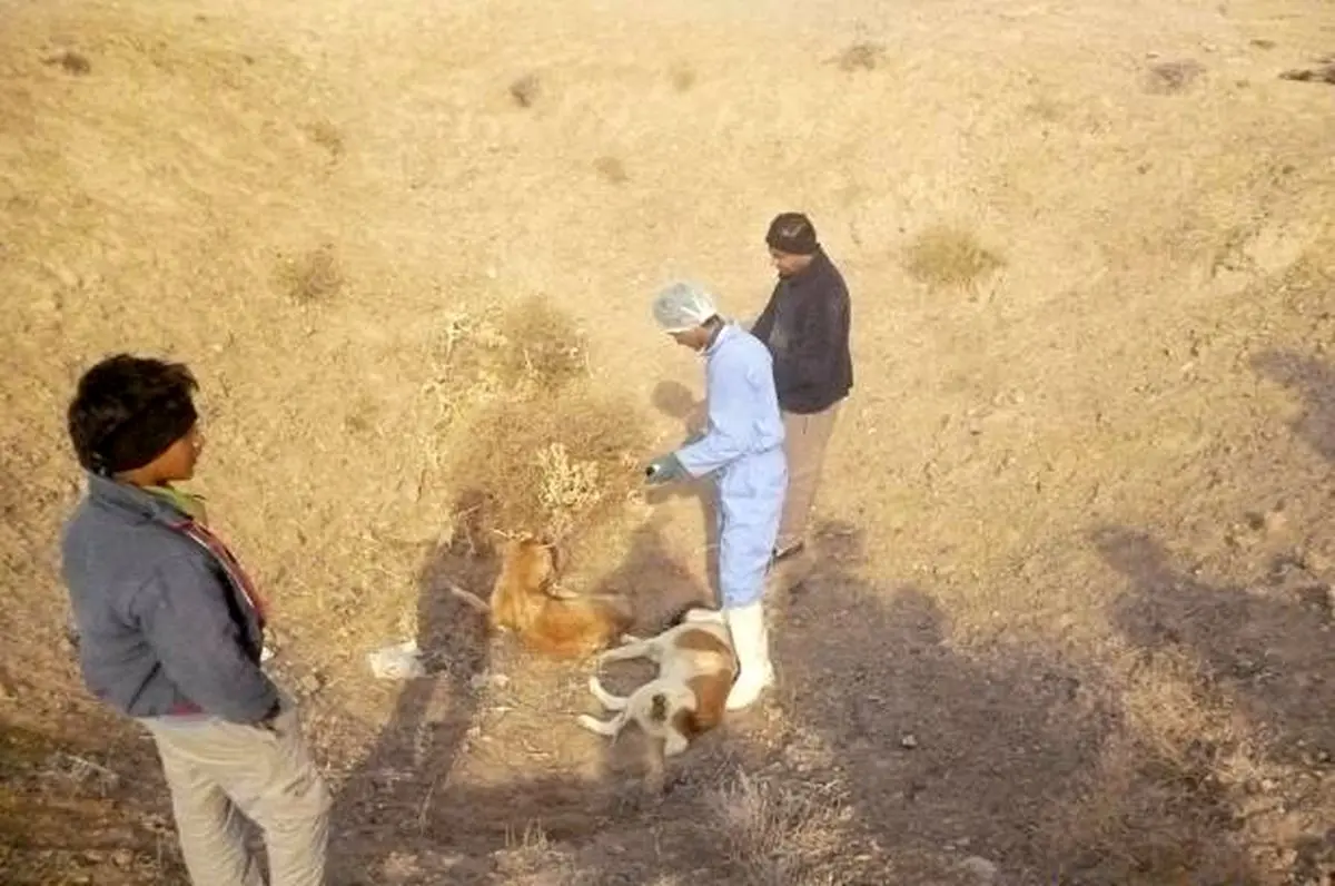 کشف شیوه جدید حذف «سگ‌های ولگرد» در شهرداری یزد